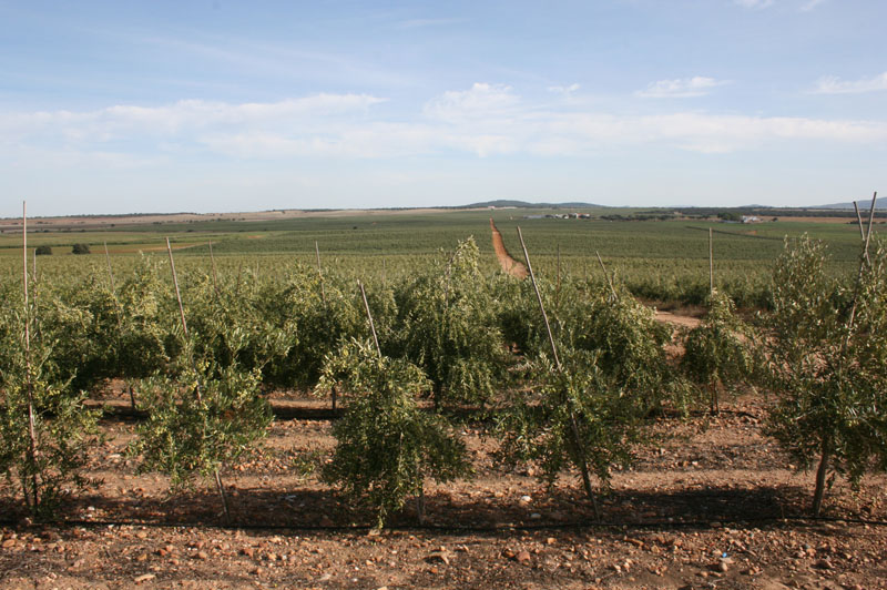 La Capeliña, Olivenza